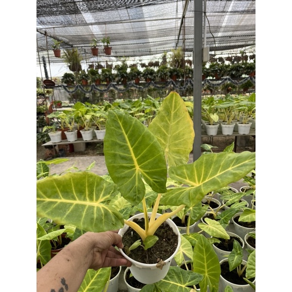 alocasia-lutea-golden-holland