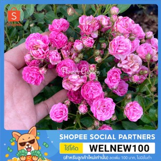 Flower Garden F425 กุหลาบ Otto Linne Rose ออตโต้เลนิน ดอกเป็นพวง เลี้ยงง่าย ขนาดถุงใหญ่ ออกดอกทั้งปี