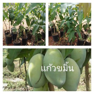 ต้นมะม่วงแก้วขมิ้น​ (เสียบยอด)​สูง​ 60-80​cm.