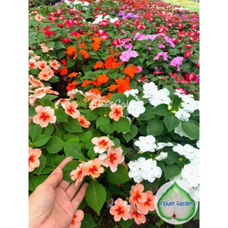 Flower garden F3🏮ต้นเทียนฝรั่ง🏮(Impatiens) 8 นิ้ว (ส่งติดดอก) ไม้ประดับ ดอกหลากสี  ร่มรำไร