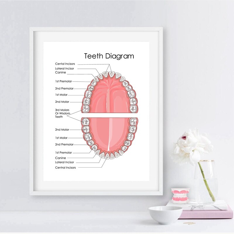 โปสเตอร์ภาพวาดผ้าใบ-รูปฟันมนุษย์-คลินิก-สําหรับตกแต่งผนังบ้าน-สํานักงาน-หมอ-การแพทย์