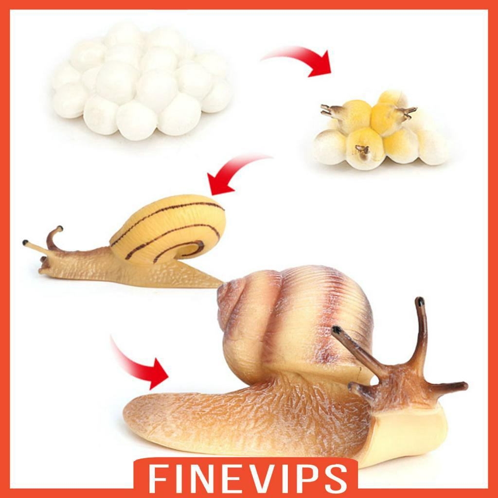 finevips-realistic-plastic-snail-growth-cycle-plastic-life-cycle-snail-model-biology-toys