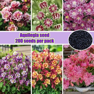 อินทรีย์ ต้น ดอก/100% Original 200pcs/Bag ดาวนายร้อย Color Mixing Bonsai Aquilegia Vulgaris Flower Seeds for  TA14
