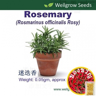 Rosemary Rosy Seeds (0.05gm, approx 30 sds)โรสแมรี่帽子/向日葵/生菜/上衣/花园/母婴/玫瑰/男装/鲜花/头饰/ CJL0