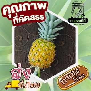 🍍สับปะรด ชูการี่ปากช่อง คัดเกรด 1 ลูก(1.2-1.5กิโล) อินทรีล้วนๆ ส่งตรงจากสวน ผลสวย ทานง่าย 🍯หวานฉ่ำ อมเปรี้ยวเล็กน้อย🍯🤤