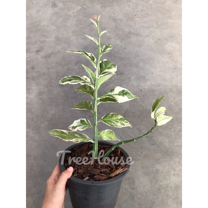 รูปภาพของนกน้อยนำโชคด่าง กระถาง 4 นิ้ว / Euphorbia bracteata Jacq.pot 4ลองเช็คราคา