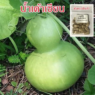 เมล็ดน้ำเต้าเซียน พันธุ์พื้นเมือง ปลูกต่อได้ (10 แถม 1 คละได้ )