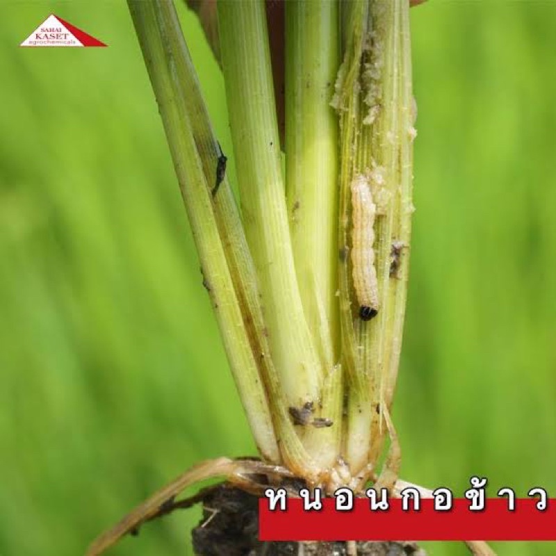 เซียน505-อัลฟ่า-ไซเพอร์เมทริน-5-กำจัดหนอน-แมลง-ในนาข้าว-พืชสวน-พืชไร่ทุกชนิด