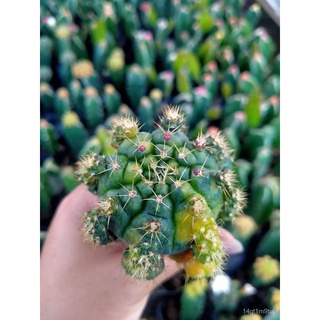 Rare, Uncommon, and Collectible Grafted Cactus (Live Plant)木瓜/生菜/上衣/香菜/种子/裙子/儿童/园艺/帽子/母婴/ ME7A