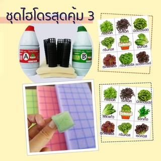 ชุดปลูกผัก สลัด ไฮโดรโปนิกส์ DIY สุดคุ้ม (Kit ใหญ่ Plus)