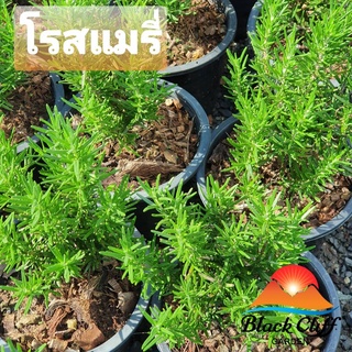 ต้นโรส แมรี่ โรสแมรี่ Rosemary สมุนไพร ประกอบอาหาร สวนเขาหมาก ต้นไม้ ต้นพันธ์ เมล็ดพันธ์ พันธุ์ไม้ ไม้มงคล ไม้ฟอกอากาศ