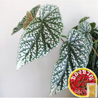 SG 100% ต้นฉบับ50ชิ้น Begonia เมล็ด Hosta plantaginea เมล็ดในร่มศักดิ์สิทธิ์ Tulsi พืชโหระพาบอนไซอากาศพืช Garde เม seeds