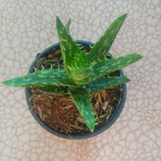 ภาพหน้าปกสินค้าอโล ต้นไม้อวบน้ำ succulent จากร้าน sanglan.garden_assv1999 บน Shopee