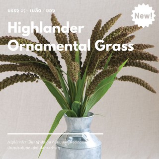 เมล็ดนำเข้า Highlander Ornamental Grass 🇺🇸