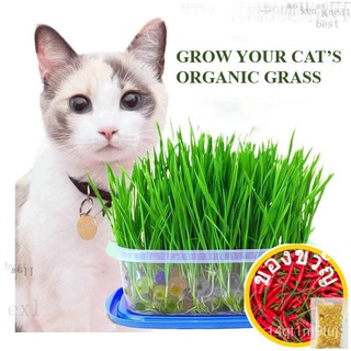Grow your Cats organic grass/ Cat  Seed/ Cat Easy Grow Cat  Kitเมล็ดเชีย เมล็ดกุหลาบ เมล็ดดอกไม้ เมล็ดดอกดาวเรือง เมล็ดต