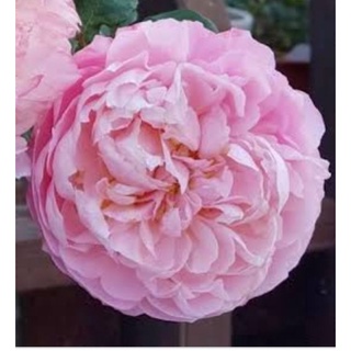กุหลาบพลูมดอกสวยดอกหอมแรงสีสวยเลี้ยงง่าย