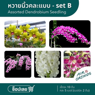 กล้วยไม้นิ้วสกุลหวาย (Assorted Dendrobium Seedling) จัดเซ็ต คละแบบ Set B