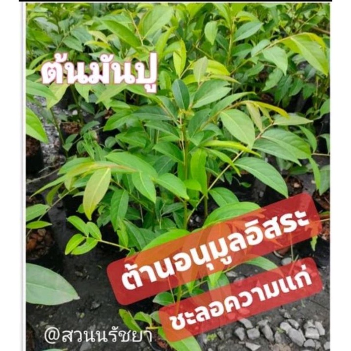 ต้นมันปู-ผักพื้นบ้าน-ต้านอนุมูลอิสระ-ค่าส่งถูก