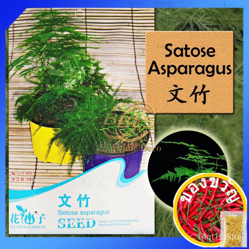 f009-asparagus-setaceus-flower-goddess-vegetable-flower-fruit-herb-seedสวน-แอปเปิ้ล-seeds-บ้านและสวน-หมวก-แม่และเด็ก-สร้