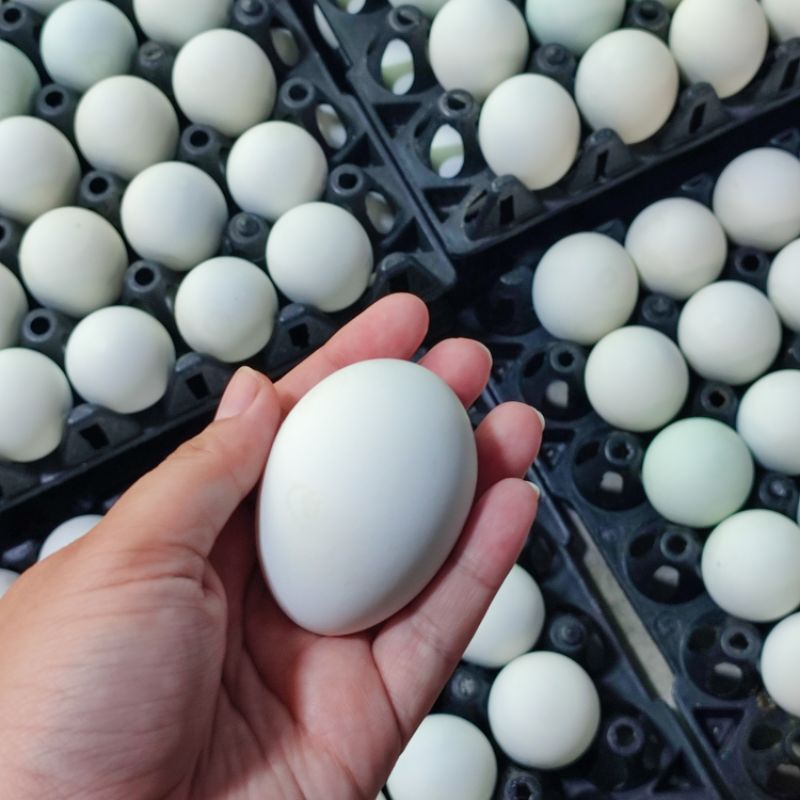 ภาพสินค้าไข่เค็มต้มสุก แพ็ค 4 ฟอง ไข่ขาวเค็มน้อย สดใหม่ พร้อมส่งทุกวัน พร้อมรับประทาน คุ้มค่า ราคาถูก รับประกันคุณภาพ จากร้าน aobauan_official บน Shopee ภาพที่ 4