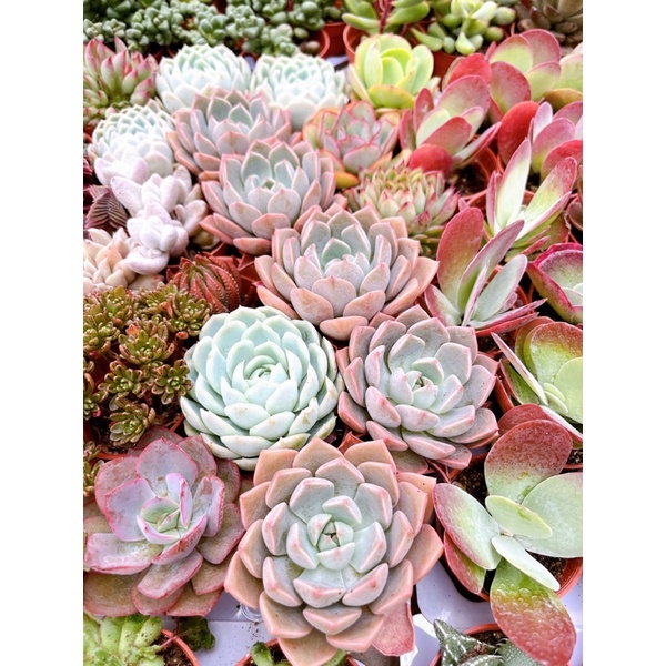 echeveria-pretty-in-pink