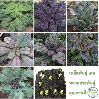 เมล็ดพันธุ์ เคล (Kale) หลายสายพันธุ์ เคลใบหยิก สีเขียว สีม่วง สีแดง เคลแดซลิ่งบลู เคลไดโนเสาร์ 50 เมล็ด (ไม่ใช่พืช)