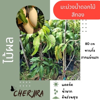 ต้นมะม่วงน้ำดอกไม้สีทอง แท้100% ขนาด 80 cm (สั่งขั้นต่ำ 2 ต้น คละได้)