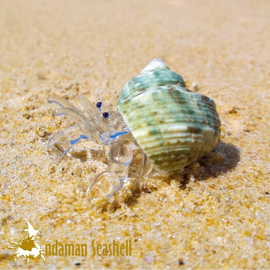 andaman-seashell-แก้วเป่าติดเปลือกหอย-รูปปูเสฉวน-ติดเปลือกหอย-7