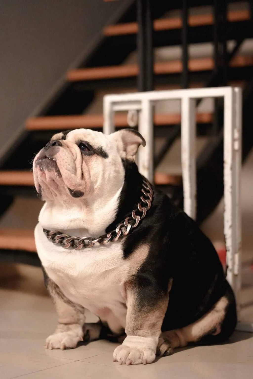 เกี่ยวกับสินค้า โซ่สุนัขเส้นใหญ่ สร้อยคอสุนัข รุ่นBBANG-vintage