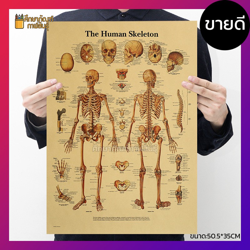 โครงกระดูกมนุษย์-human-skeleton-ภาพโปสเตอร์-ร่างกายมนุษย์-กระดาษคราฟท์-สไตล์วินเทจ-เพื่อการศึกษาเรียนรู้-ตกแต่งบ้าน