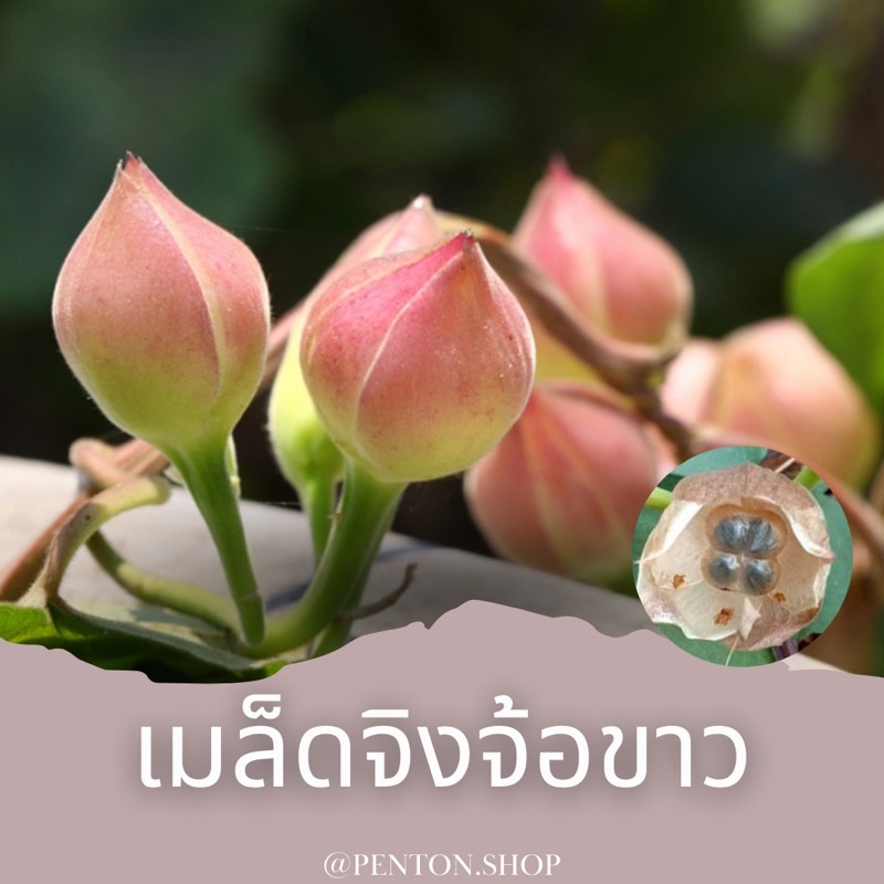 จิงจ้อ-8-เมล็ด-ขั้นต่ำโปรดสั่งสินค้าภายในร้าน-30บาทขึ้นไปค่ะ