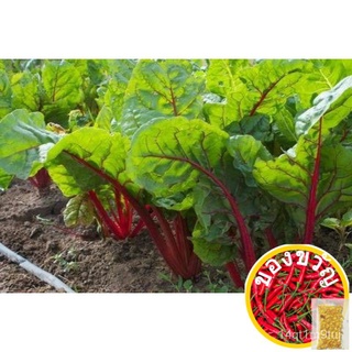 เมล็ดอวบอ้วน100%，ไทยในสต็อกพร้อมส่งเมล็ดพันธุ์ สวิสชาร์ดสีแดง Ruby Red​ Swiss Chard 25เมล็ดเมล็ดพืชคุณภาพสูงRoseMixedMan