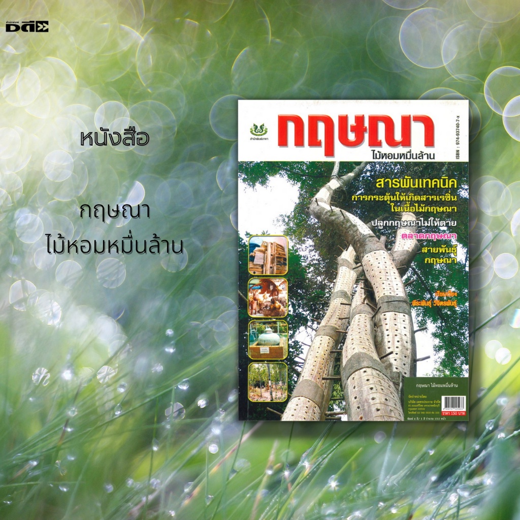 หนังสือ-กฤษณา-ไม้หอมหมื่นล้าน-สารพันเทคนิคการกระตุ้นให้เกิดสารเรซิ่นในเนื้อไม้กฤษณา-ปลูกกฤษณาไม่ให้ตาย-ตลาดกฤษณา