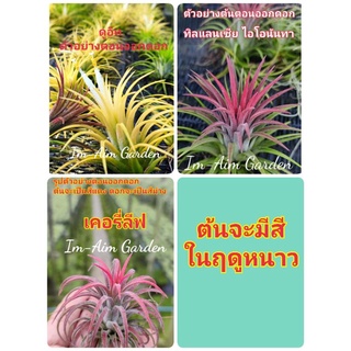 สับปะรดสี ทิลแลนเซีย  ไอโอนันทา ,  ดูอิท , เคอรี่ลีฟ  (มีดอกฤดูหนาว)