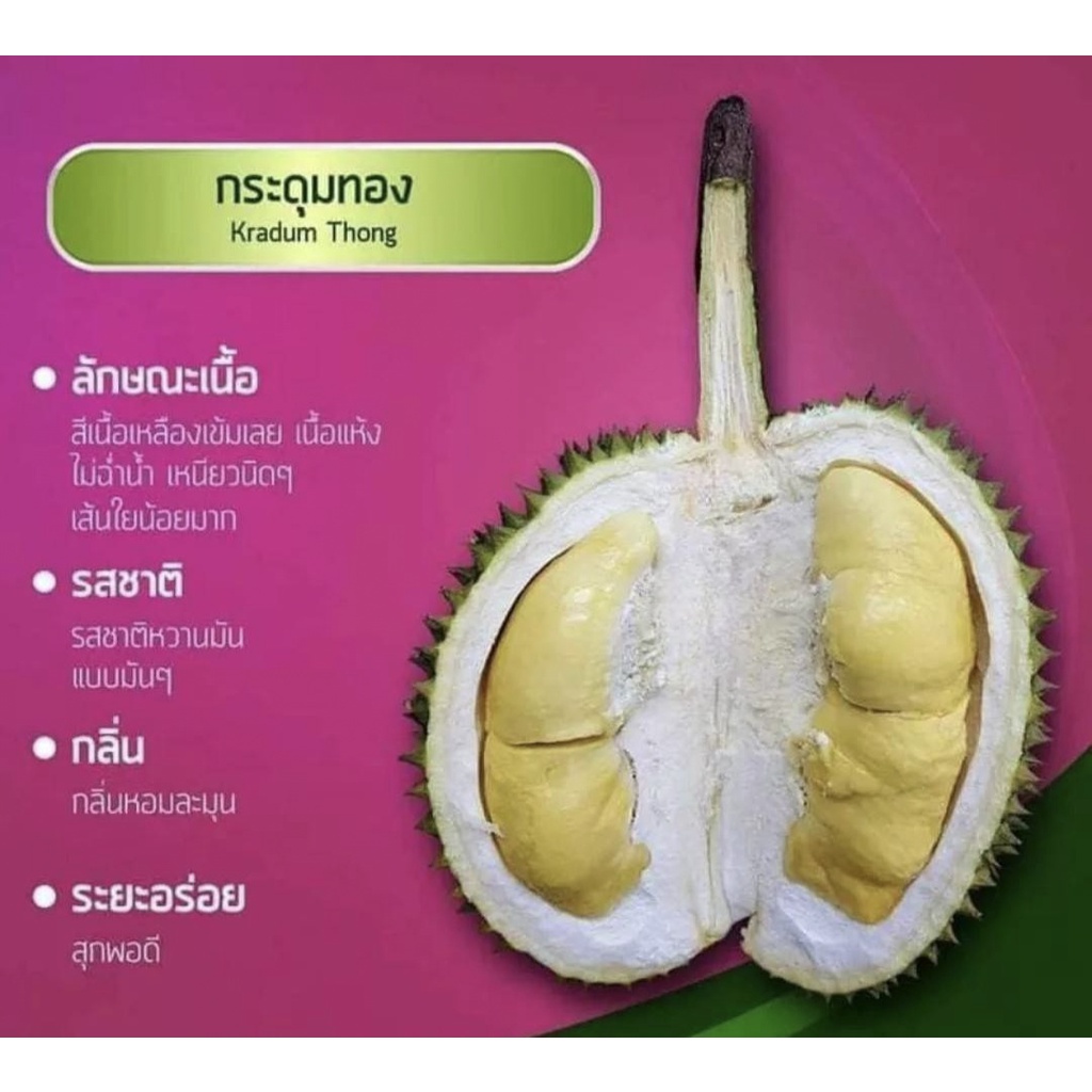 2ต้น-ต้น-ทุเรียน-พันธุ์-กระดุมทอง-ทุเรียนกระดุมทอง-ทุเรียนกระดุม-กระดุม-ทอง-happy