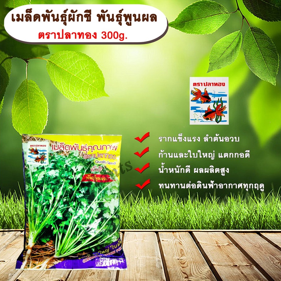 ผักชี-พูนผล-300-g-ตราปลาทอง-allaboutplants