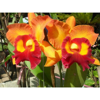 ต้นกล้วยไม้ แคทลียา (Cattleya)” ราชินีแห่งกล้วยไม้ สีส้มเหลือง ไม้พร้อมให้ดอก ดอกใหญ่พิเศษ ดอกหอม ออกดอกตลอด