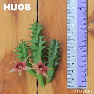 เก๋ง Huernia verekeri hybrid (HU08) ตัดสด ยาว 15 เซนติเมตร