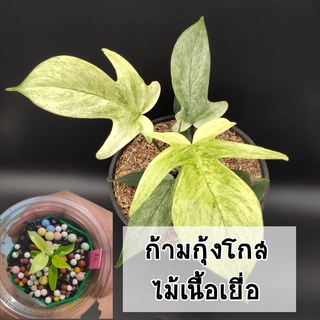 ต้นก้ามกุ้งโกสมิ้นท์ (Philodendron Florida Ghost)  ไม้เนื้อเยื่ออนุบาลแล้ว