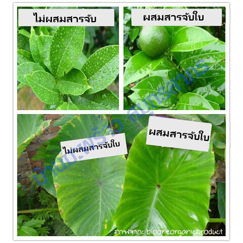 สารจับใบ-ยาจับใบ-1l-ปลอดภัยสูงคุณภาพดี-สารเพิ่มประสิทธิภาพเคมีเกษตร-ปุ๋ยน้ำ-ยากำจัดเชื้อรา-ยาฆ่าหญ้า-ยากำจัดแมลง-ฮอร์โมน