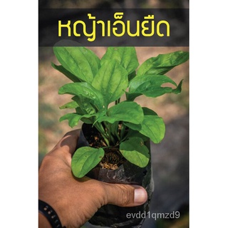 ต้น หญ้าเอ็นยืด หรือ ผักกาดน้ำ ต้นหญ้าเอ็นยืด ปลูกง่ายได้ทุกภาคของประเทส头饰/花园/手链/通心菜/母婴/园艺/裙子/生菜/儿童/向日葵/ UDER
