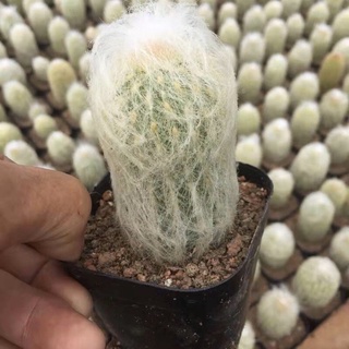 ใส่โค้ด BYJAME100 ลดทันที 10%  [ถูกสุด] Cactus เอสโพรทัว พ่อเฒ่า ขนาด 7-10 ซม กระบองเพชร แคคตัส