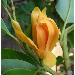 ต้นจำปาสีทอง ตลอดทั้งวัน ดอกออกทั้งปี กลิ่นดอกหอมแรง เป็นต้นไม้หอม ต้นสูง 70-85 ซม จัดส่งในถุงชำ 6 นิ้ว