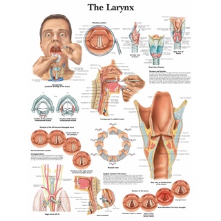 โปสเตอร์ผ้าไหม พิมพ์ลาย The Human Larynx สําหรับตกแต่งผนังบ้าน