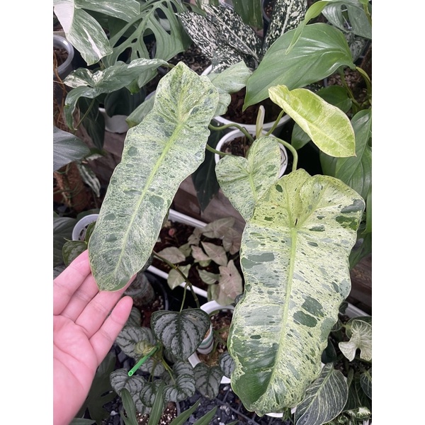 philodendron-paraiso-verde-variegated