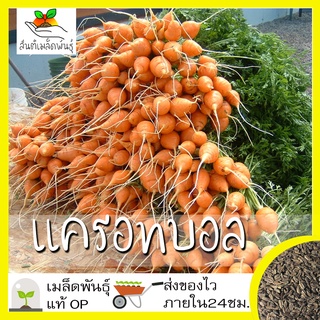 เมล็ดพันธุ์ แครอมกลม แครอทบอล เมล็ด Parisian Carrot Seed เมล็ดพันธุ์แท นำเข้าจากต่างป50 เมล็ด (ไม่ใช่พืช)