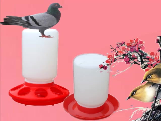 com-เครื่องให้อาหารลูกเจี๊ยบ-และน้ํา-สําหรับสัตว์ปีก-ไก่หลายตัว-เมื่อครั้งเดียว