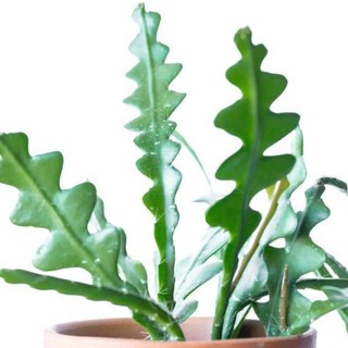 ต้นซิกแซกหรือ​ ฟิชโบน​แคคตัส​ Cypercereus​ Anthonyanus​