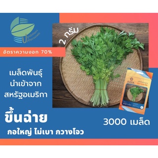 ขึ้นฉ่าย (Chinese Celery)