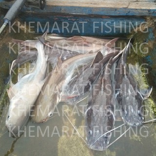 ภาพขนาดย่อของภาพหน้าปกสินค้าเหยื่อตกปลากด สูตรเย็น 500g (ตราเขมราฐฟิชชิ่ง ตกปลากด ปลาคัง ปลายาง ปลาเผาะ ปลาสวาย ปลาสังฆวาส น้ำที่ไหลแรง) จากร้าน apiwatjaikaew บน Shopee ภาพที่ 8